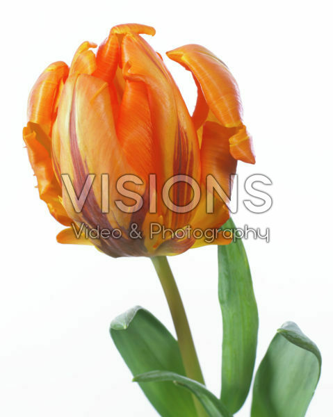 Tulipa Prinses Irene Parrot Tulipa Prinses Irene Parrot
