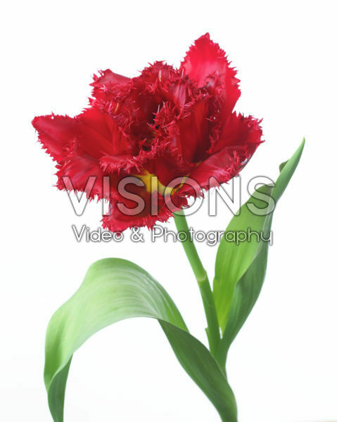 Tulipa Lion King Tulipa Lion King