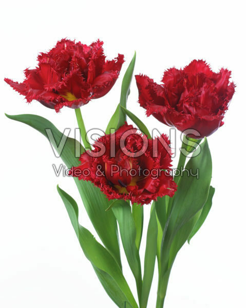 Tulipa Lion King Tulipa Lion King