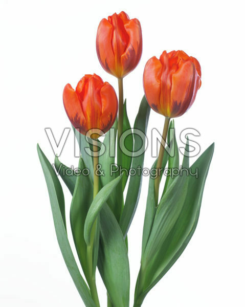 Tulipa Hermitage Tulipa Hermitage