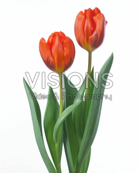 Tulipa Hermitage Tulipa Hermitage