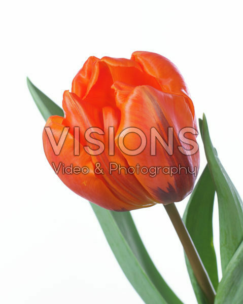 Tulipa Hermitage Tulipa Hermitage