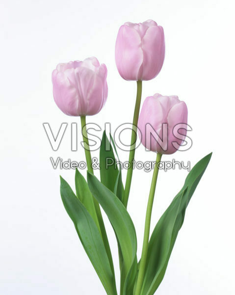 Tulipa Pink Diamond Tulipa Pink Diamond