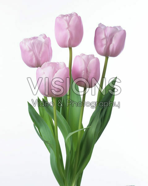 Tulipa Pink Diamond Tulipa Pink Diamond
