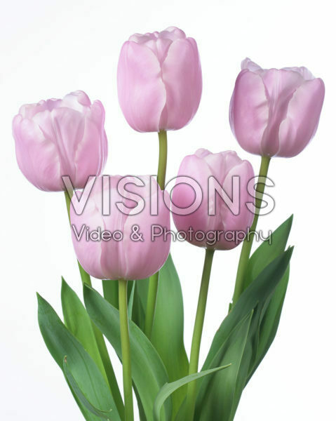 Tulipa Pink Diamond Tulipa Pink Diamond