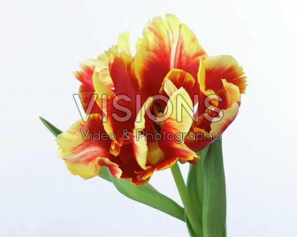 Tulipa Dee Jay Parrot Tulipa Dee Jay Parrot