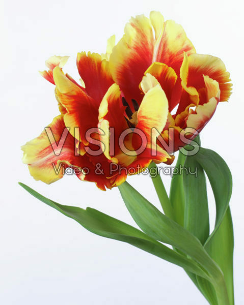 Tulipa Dee Jay Parrot Tulipa Dee Jay Parrot