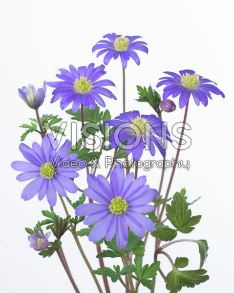 Anemone blanda Anemone blanda