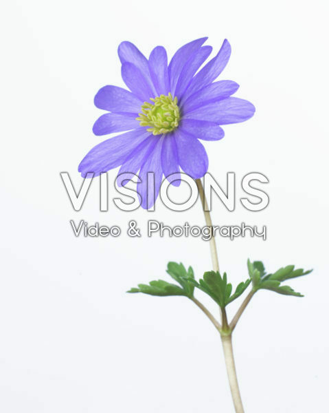 Anemone blanda Anemone blanda