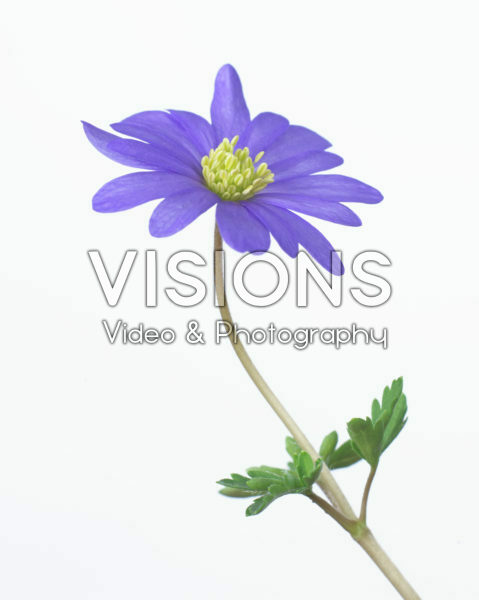 Anemone blanda