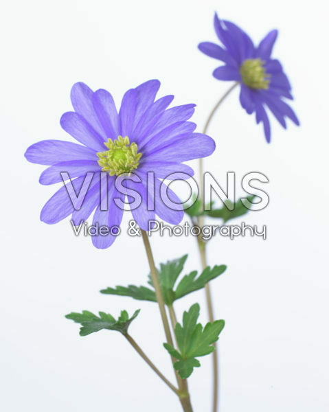 Anemone blanda Anemone blanda