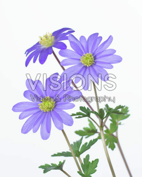 Anemone blanda Anemone blanda