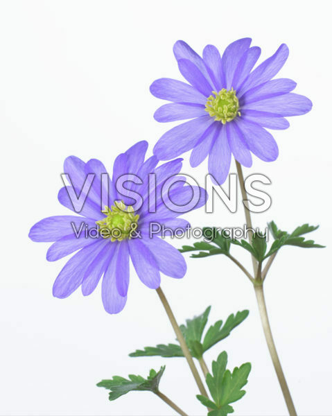 Anemone blanda Anemone blanda