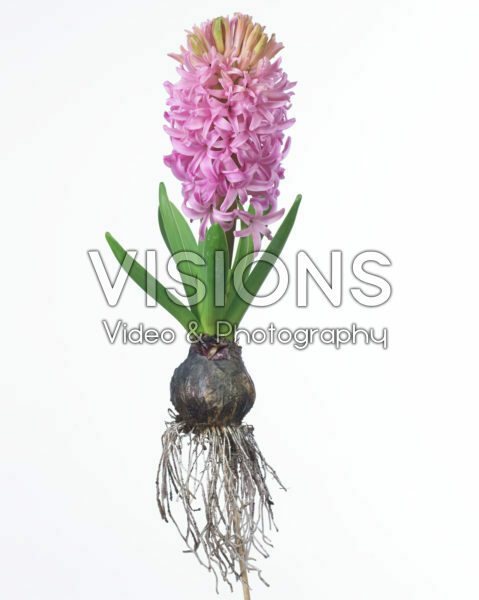 Hyacinthus Hyacinthus