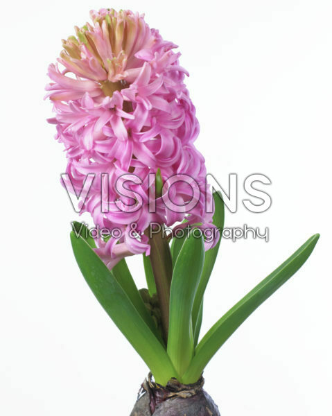 Hyacinthus Hyacinthus