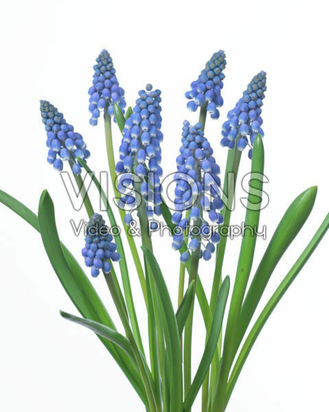 Muscari Big Smile® Muscari Big Smile®