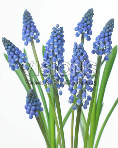 Muscari Big Smile® Muscari Big Smile®