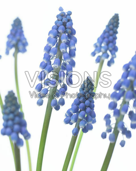 Muscari Big Smile® Muscari Big Smile®