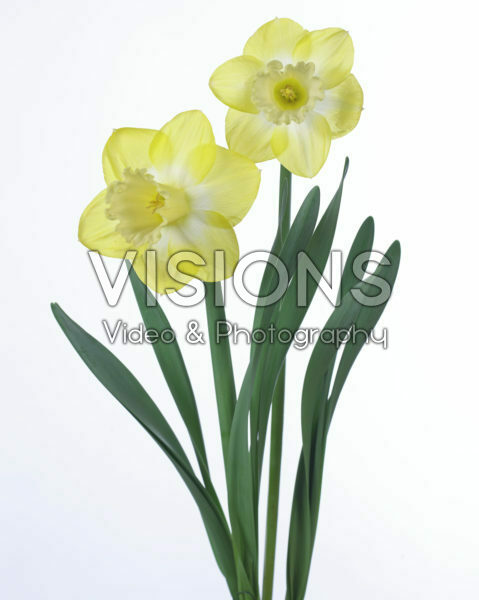 Narcissus Sabatini Narcissus Sabatini