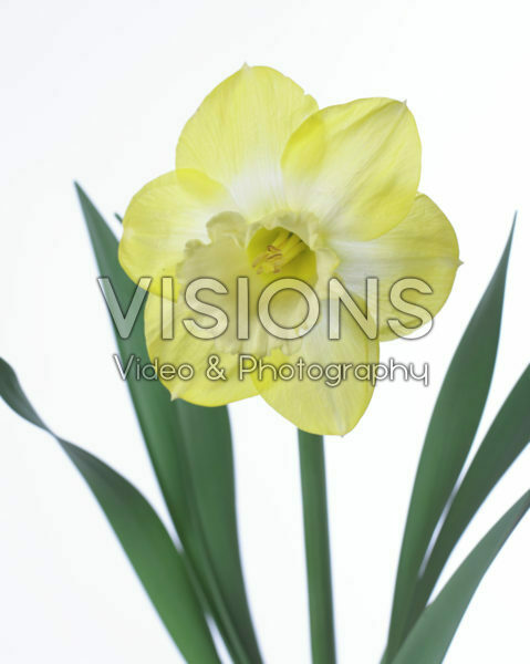 Narcissus Sabatini Narcissus Sabatini