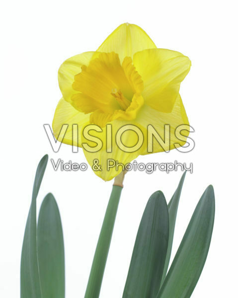 Narcissus Standfast Narcissus Standfast