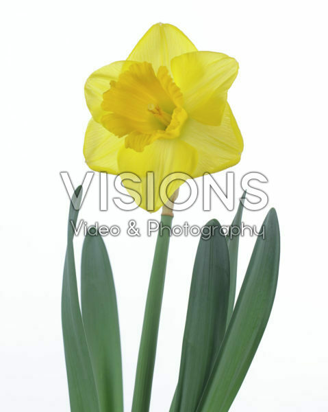 Narcissus Standfast Narcissus Standfast
