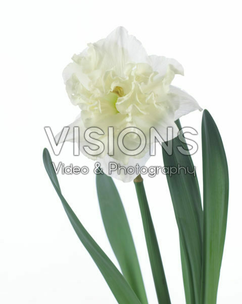 Narcissus Chantez Narcissus Chantez