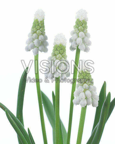 Muscari Siberian Tiger ® Muscari Siberian Tiger ®