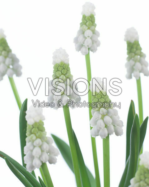 Muscari Siberian Tiger ® Muscari Siberian Tiger ®
