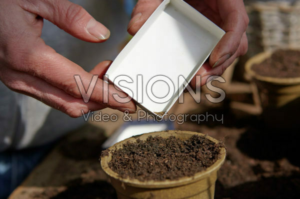 Sowing carrot seeds