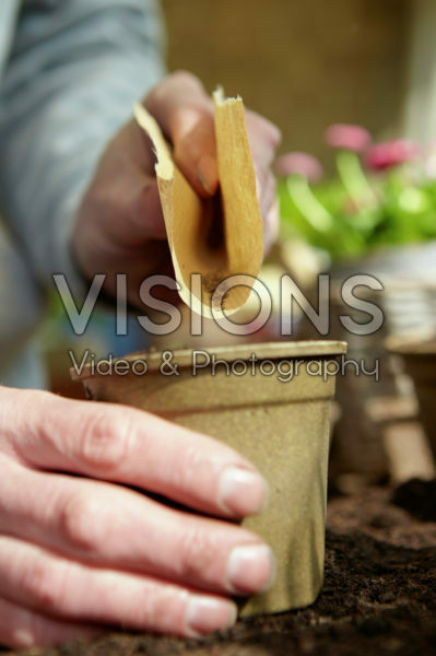 Sowing carrot seeds