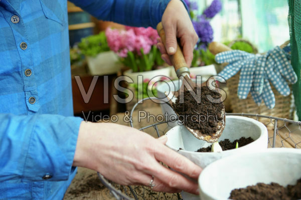 Knoflook planten