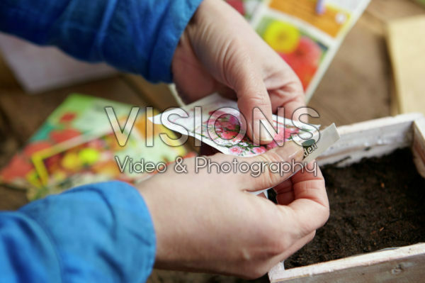 Sowing seeds in pot