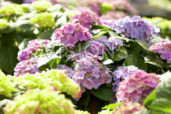 Hydrangea macrophylla Rosita