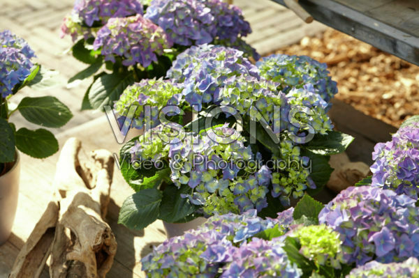 Hydrangea macrophylla Early Blue