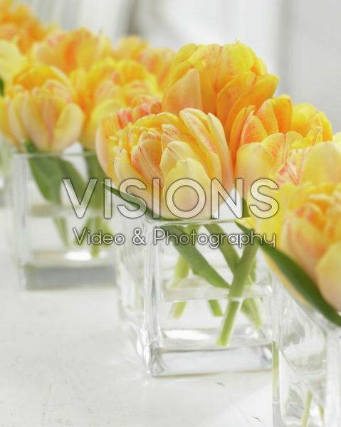 Tulipa Foxy Foxtrot Tulipa Foxy Foxtrot