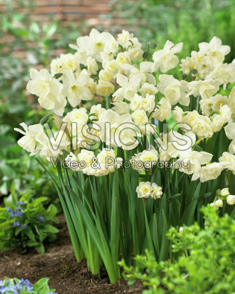 Narcissus Alaska, Erlicheer