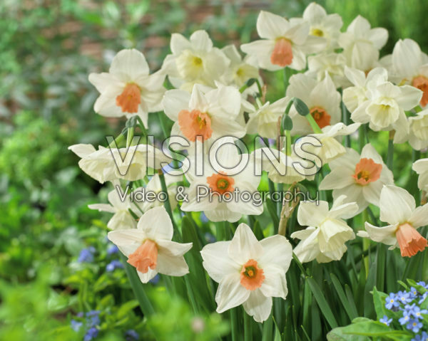 Narcissus Alaska, Cha-Cha