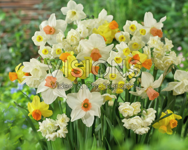 Narcissus mixed