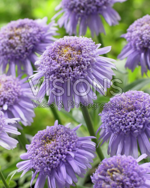 Aster X Blue Aster X Blue