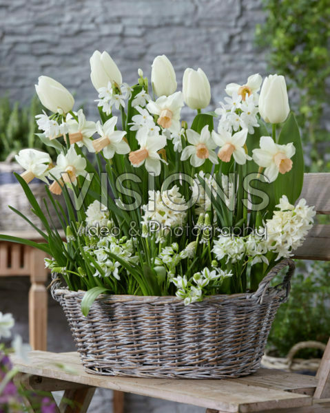 Mixed spring bulbs in basket
