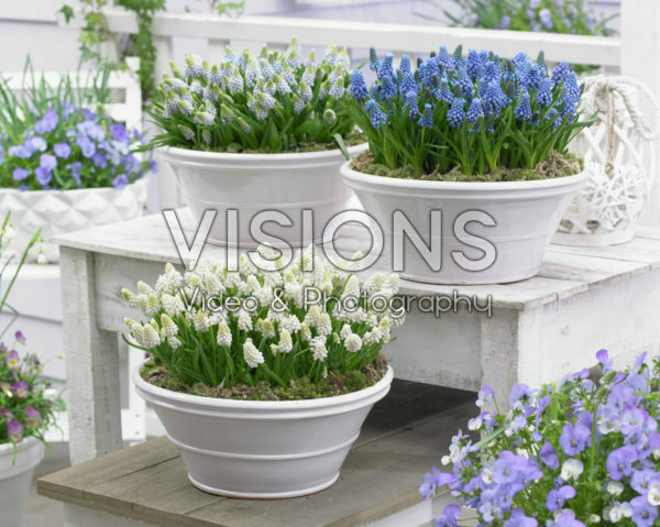 Muscari aucheri Magic ® collection Muscari aucheri Magic ® collection