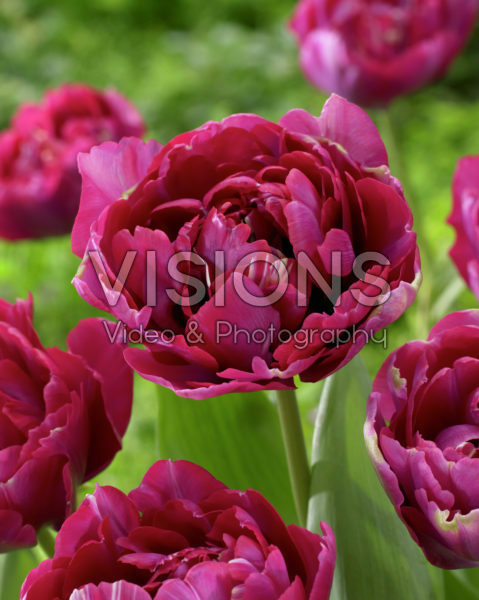 Tulipa Double Perfection