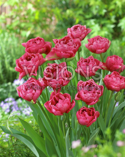 Tulipa double pink