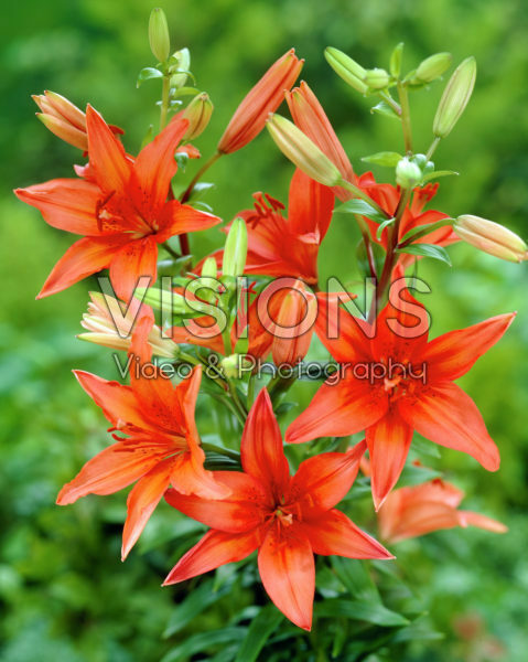 Lilium Lambada Lilium Lambada