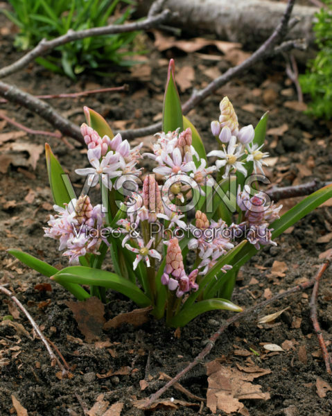 Scilla bifolia Rosea Scilla bifolia Rosea