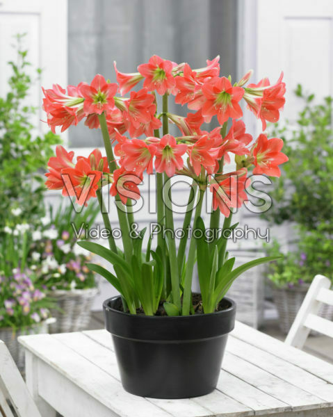 Hippeastrum Miss Piggy ® Hippeastrum Miss Piggy ®