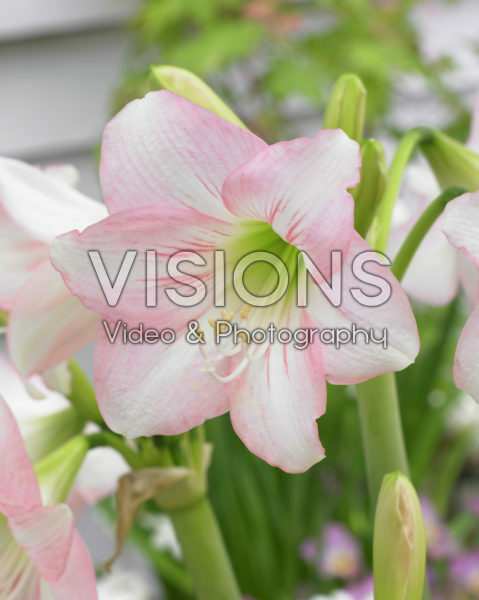 Hippeastrum Pink Rascal ® Hippeastrum Pink Rascal ®