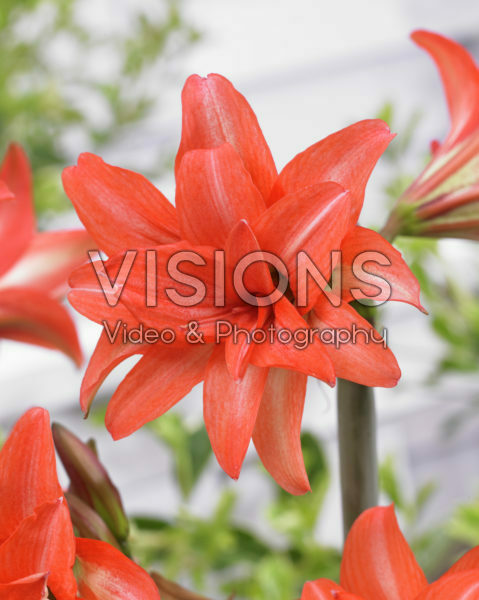 Hippeastrum Fluffy Rascal ® Hippeastrum Fluffy Rascal ®