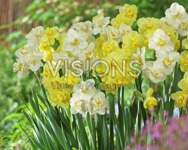 Narcissus Cheerfulness, Yellow Cheerfulness